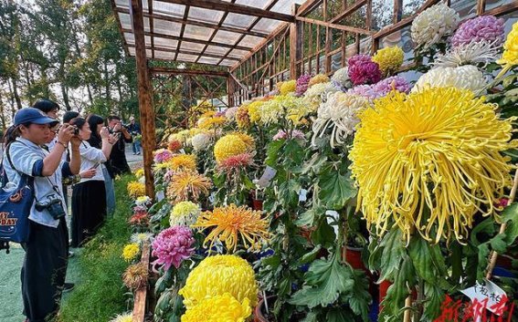 岳麓山菊花盛宴：秋韵之美与文化的传承