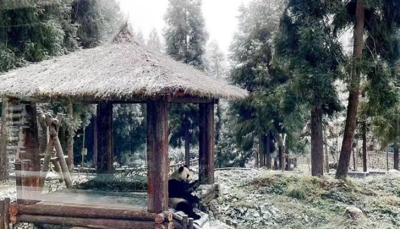 邓池沟熊猫乐园：在雪地中与“滚滚”一起度过新春