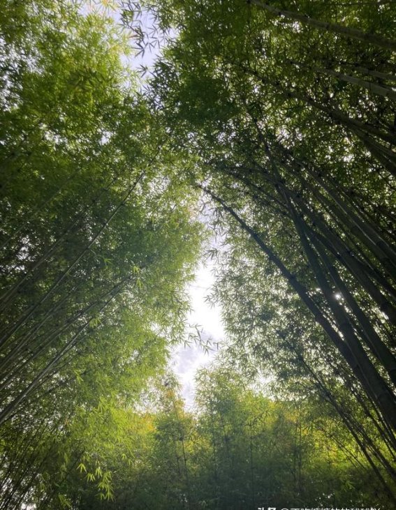 成都周边的轻徒步宝地：一场与自然亲密接触的心灵之旅