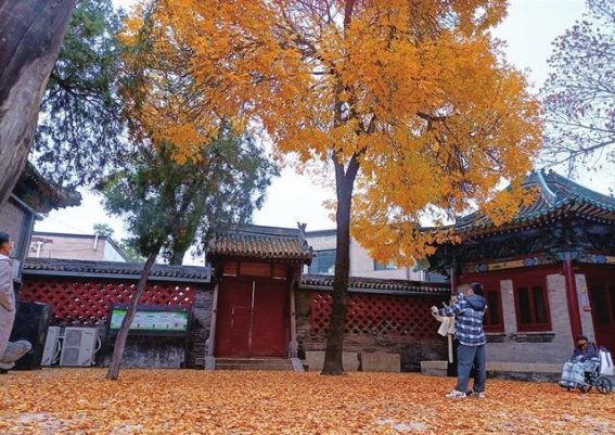 秋韵悠然，文庙下的落叶之美