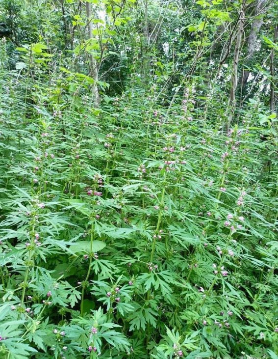 益母草的功效与使用注意事项