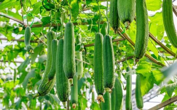 丝瓜根与丝瓜络：传统中药的现代应用