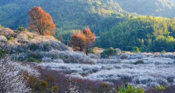 广东十大免费梅花赏花胜地，带你感受岭南的梅花魅力