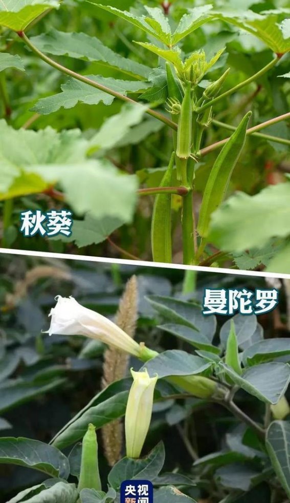 警惕“高仿”食物，守护您的舌尖安全