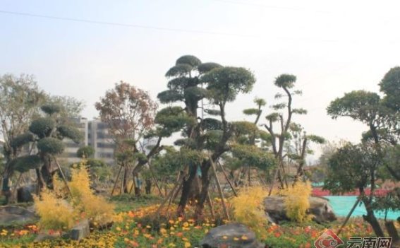 昆明首个城市园林策展体验中心即将开园，绿色发展新标杆