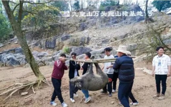 旅游创新需谨慎：从“徒手逮猎”看安全与法律的边界