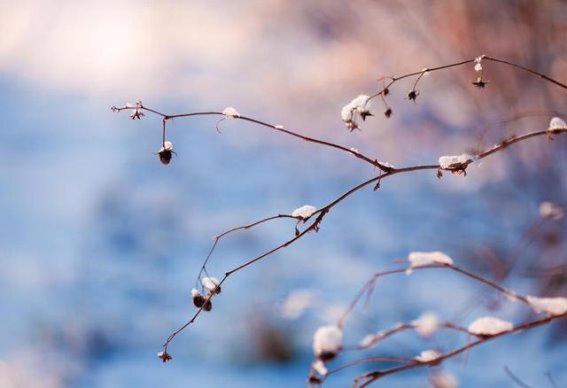 小雪节气养生：温补润燥，保暖防寒，提升免疫力