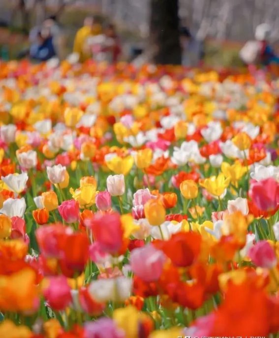 春日的花海：探索上海静安宝藏公园的郁金香与樱花之美