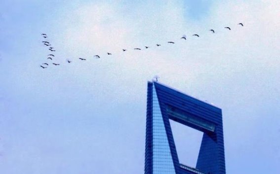浦东的美丽瞬间：镜头下的城市魅力