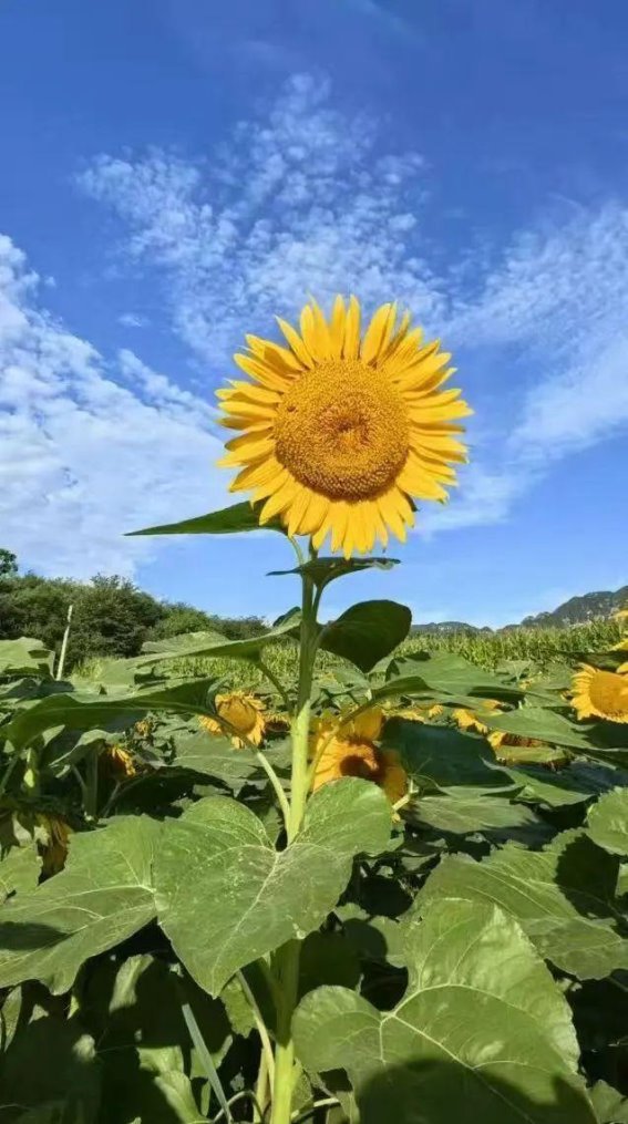 秋日流村镇的金色花海与梯田奇观