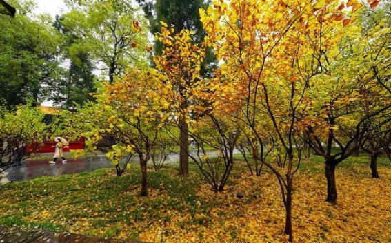 冬雨故宫，金黄叶间的秋意