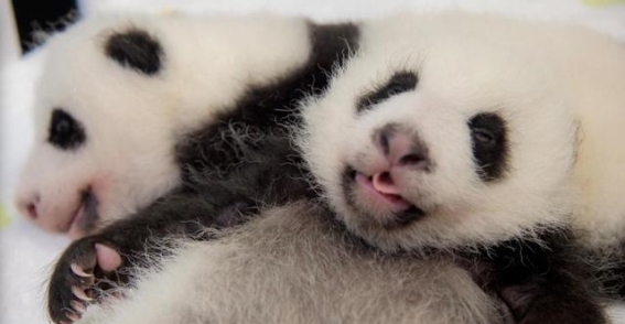 家在澳门的大熊猫“开心家族”