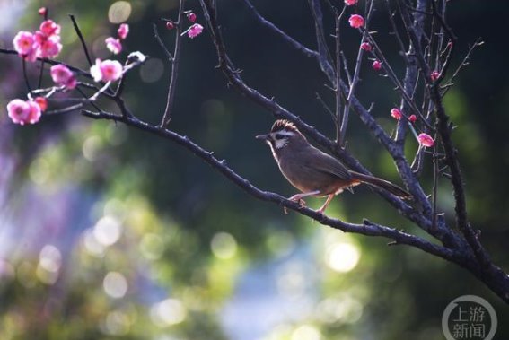 涪陵迎宾大道：春天的花海与生机