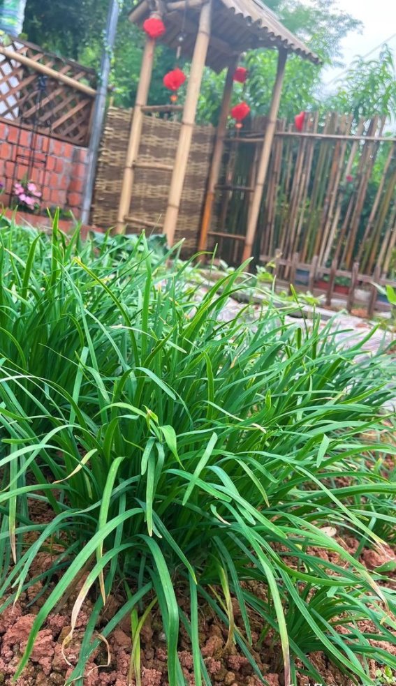 韭菜地绿油油