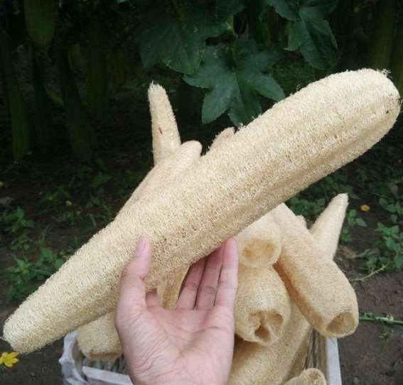 三种简单草药，助你散结祛病