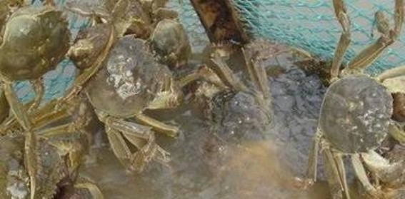 蟹塘解毒药物使用全解析