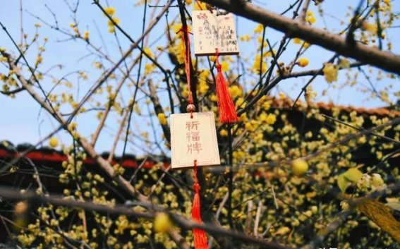德阳的冬日蜡梅：金黄如火，香气扑鼻