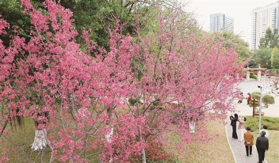温暖厦门成候鸟老人“猫冬”首选地