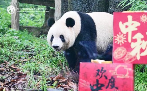 碧峰峡的熊猫庆典：明星大熊猫的生日盛宴