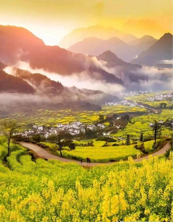 中国最美油菜花海：免费畅游婺源的春天