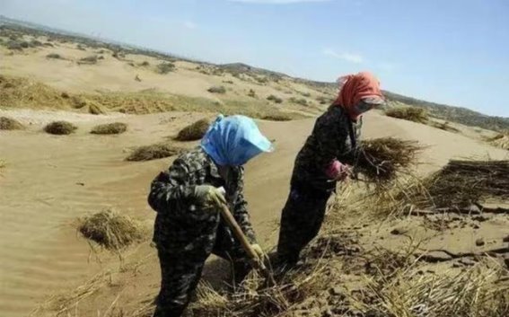 沙漠奇迹：毛乌素沙漠成功种植土豆的惊人故事