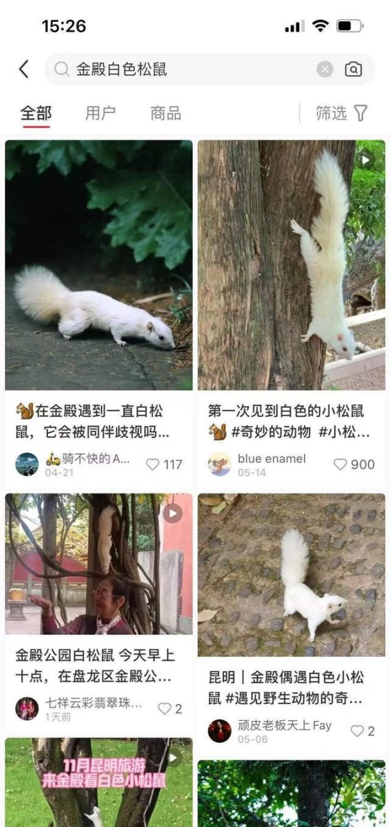 昆明金殿名胜区惊现白色松鼠，罕见生态景观引发关注