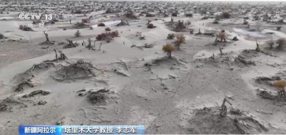 胡杨林的复生之道：一场生态拯救的奇迹