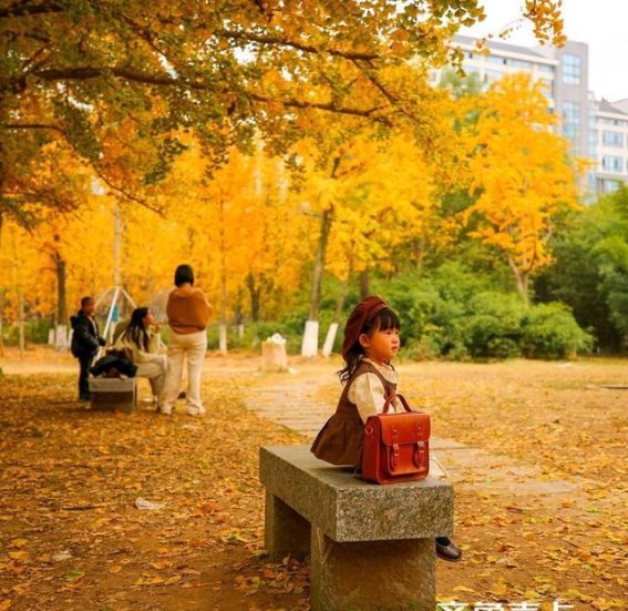 临沂生生园的秋韵：银杏黄叶中的温情时光