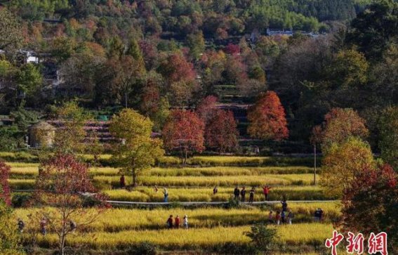 立冬时节塔川的五彩秋冬景致