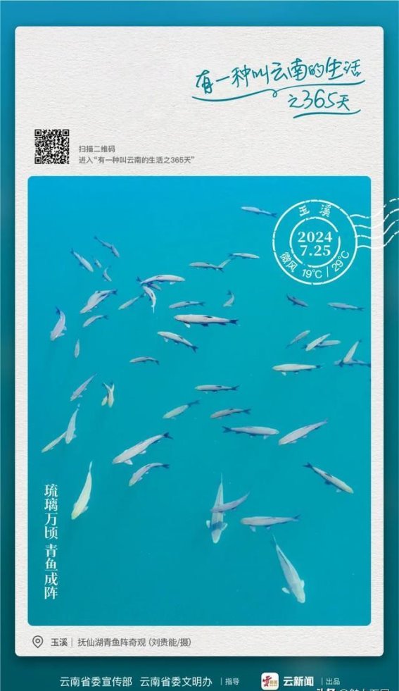 传说是真的！此乃青鱼阵”！有一种叫云南的生活之365天