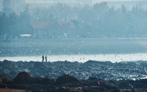 海鸥归来，青岛的冬日情缘：30年“挽留海鸥”行动纪实