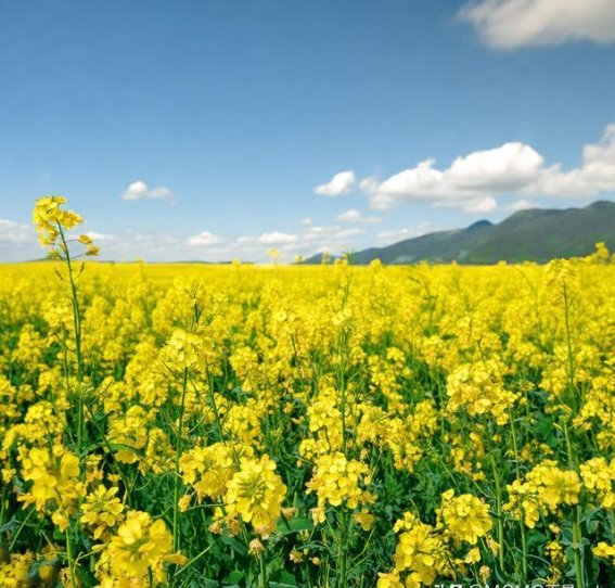 春节假期最后一天，广东六地免费油菜花花海献上浓浓乡村田园风