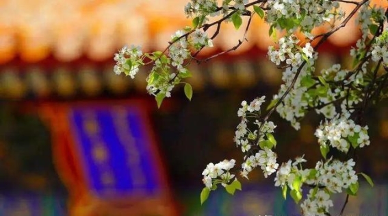 三月春光，北京皇家园林中的美丽邂逅