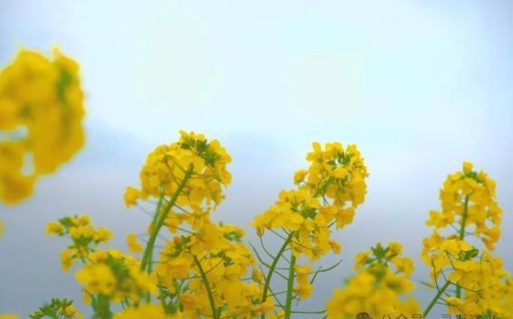 兴安油菜花田：春日乡村的金色画卷
