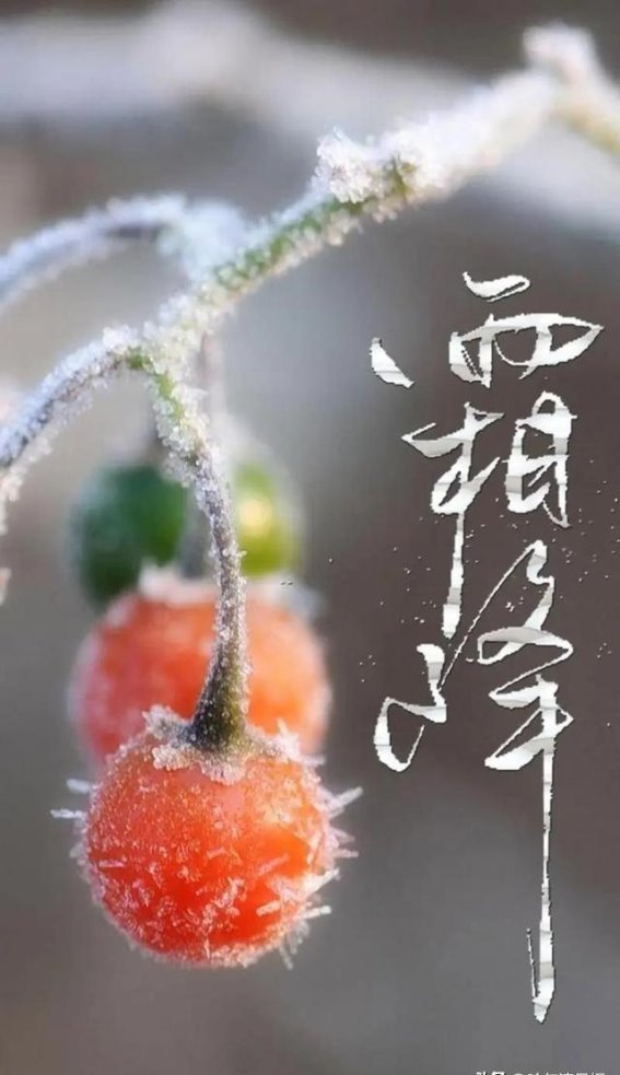 寒意渐浓，哈尔滨霜降节气下的闭园启示