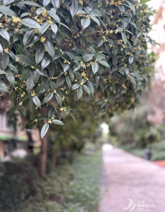 江津桂花为何迟到？