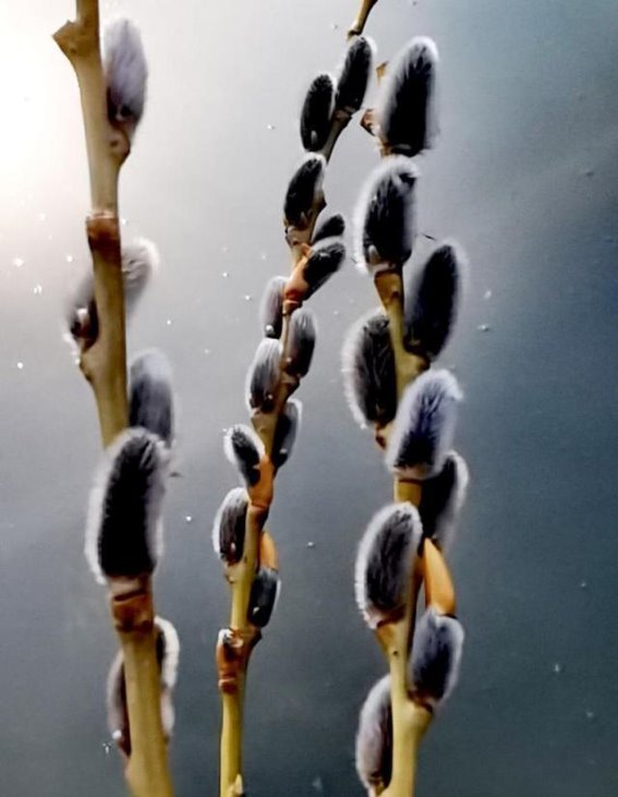 潍坊春光：银芽柳吐翠，温暖如初