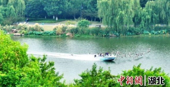 东湖生境雁岛：人与自然的完美交融