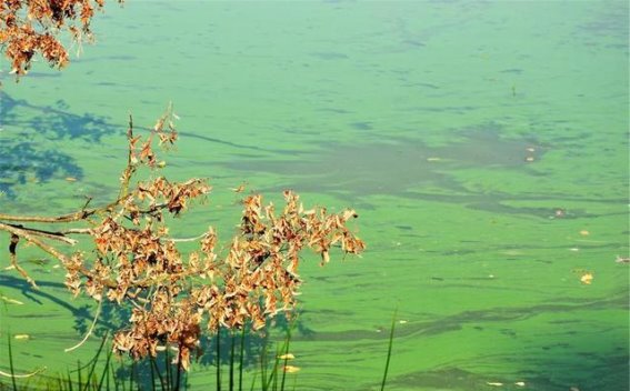 千岛湖的生态“毒计”：以鱼治水，化解危机重焕生机