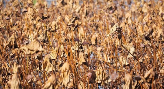 风骨犹存，大明湖的残荷之美