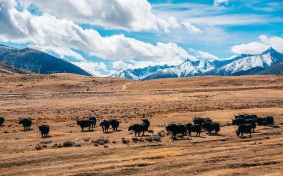 西藏五日游全攻略：在神秘高原的心灵之旅