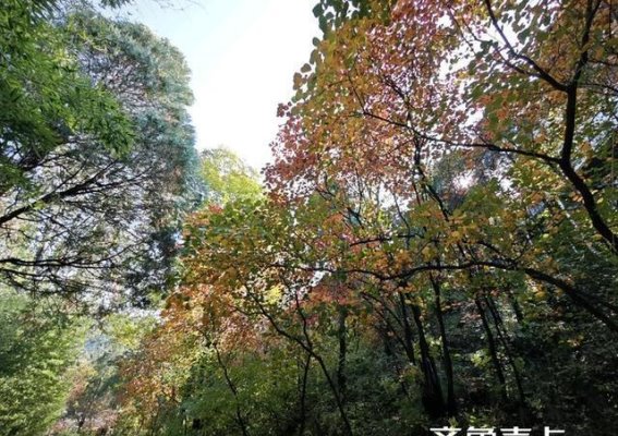 秋日秘境｜泉城红叶谷的迷人之旅