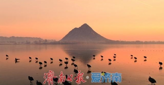 越冬动物“旅行团”汇聚华山湖，共享冬日生态盛宴