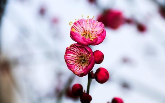 春日梅花，香气满径