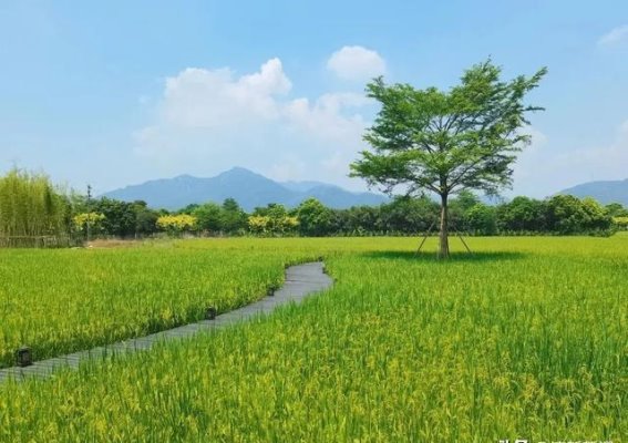 清新之境：探寻三禾·稻里民宿的魅力