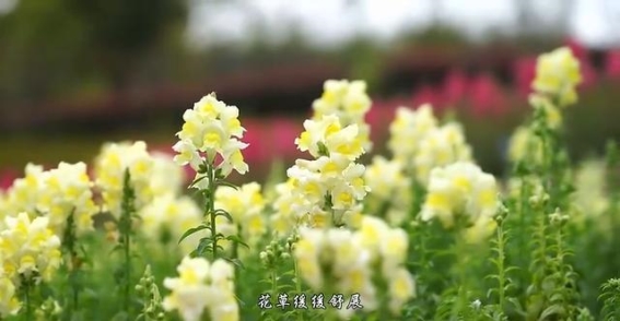 璧山春回大地，生机勃勃
