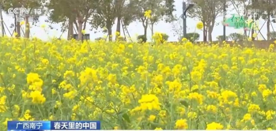 春天里的中国：生机勃勃的春花与经济新动能