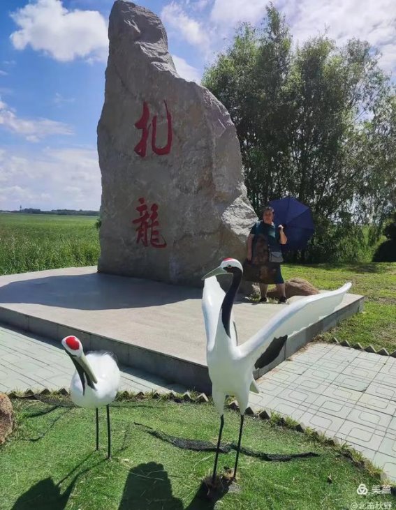 扎龙湿地的丹顶鹤舞动的诗篇