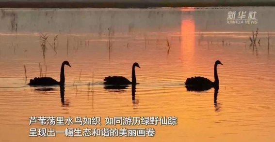 新疆玛纳斯湿地：秋冬交替中的生态韵律与自然和谐美景