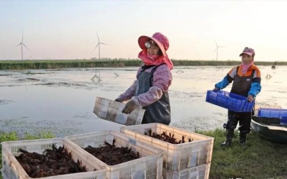 以往热销的小龙虾，为啥今年吃的人少了？商贩：4个原因很现实